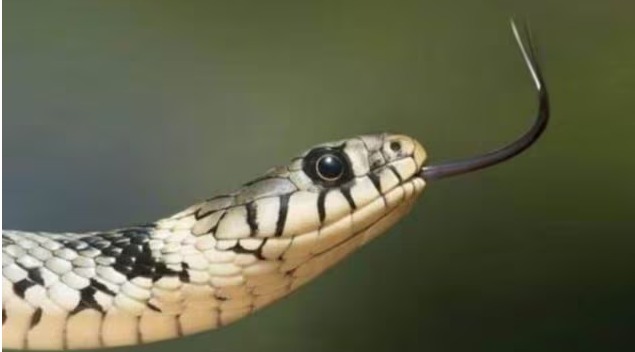 Nashik doctors saving boy from snakebite